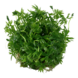 Wasserpflanze Ranunculus Inundatus