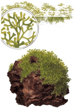 Wasserpflanze Riccia Fluitans