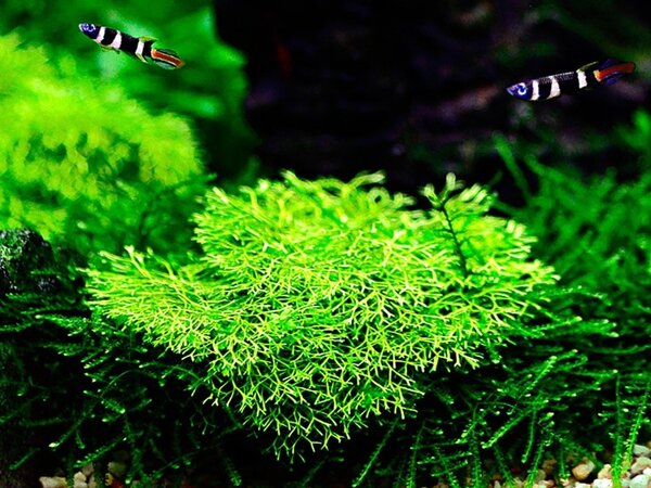 Wasserpflanze Riccia Fluitans