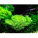 Wasserpflanze Riccia Fluitans
