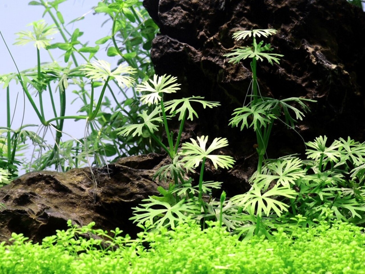 Waterplant Ranunculus Inundatus