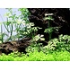Wasserpflanze Ranunculus Inundatus