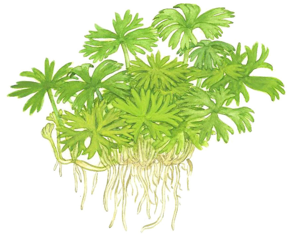 Wasserpflanze Ranunculus Inundatus