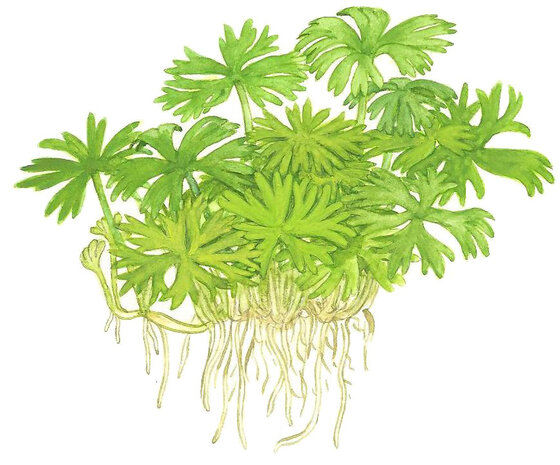Wasserpflanze Ranunculus Inundatus