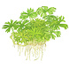 Wasserpflanze Ranunculus Inundatus