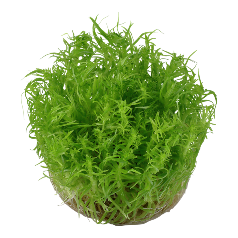 Wasserpflanze Pogostemon Deccanensis Wasserpflanze Pogostemon Deccanensis