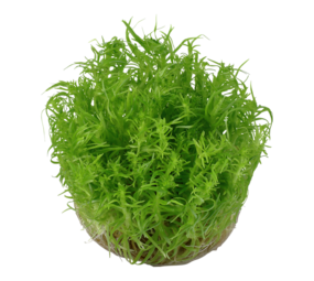 Waterplant Pogostemon Deccanensis