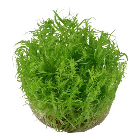 Wasserpflanze Pogostemon Deccanensis Wasserpflanze Pogostemon Deccanensis