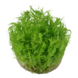 Wasserpflanze Pogostemon Deccanensis Wasserpflanze Pogostemon Deccanensis