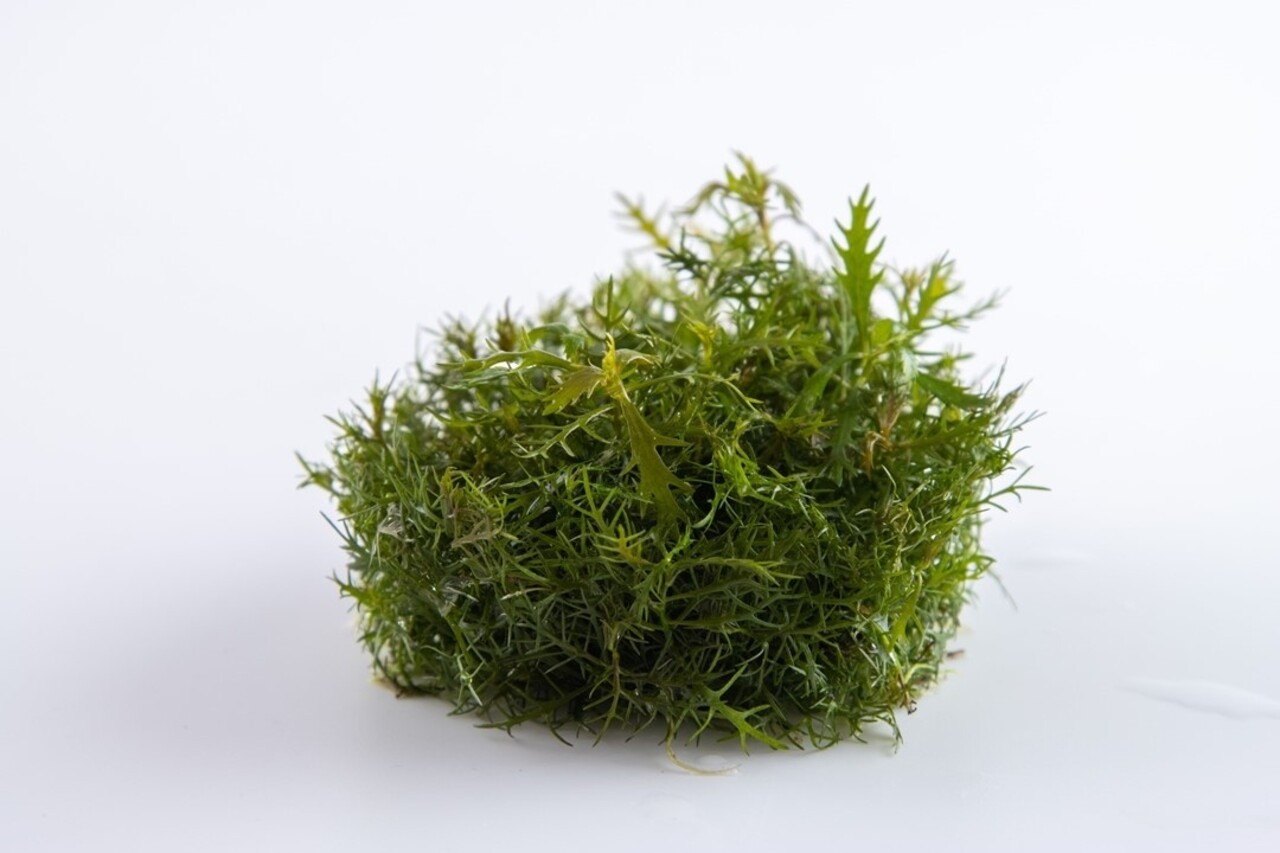 Wasserpflanze Proserpinaca Palustris Cuba