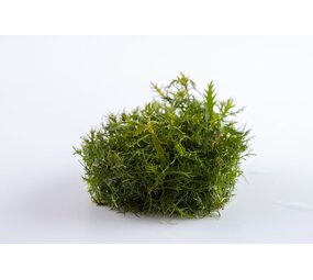 Waterplant Proserpinaca Palustris Cuba