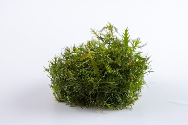 Wasserpflanze Proserpinaca Palustris Cuba
