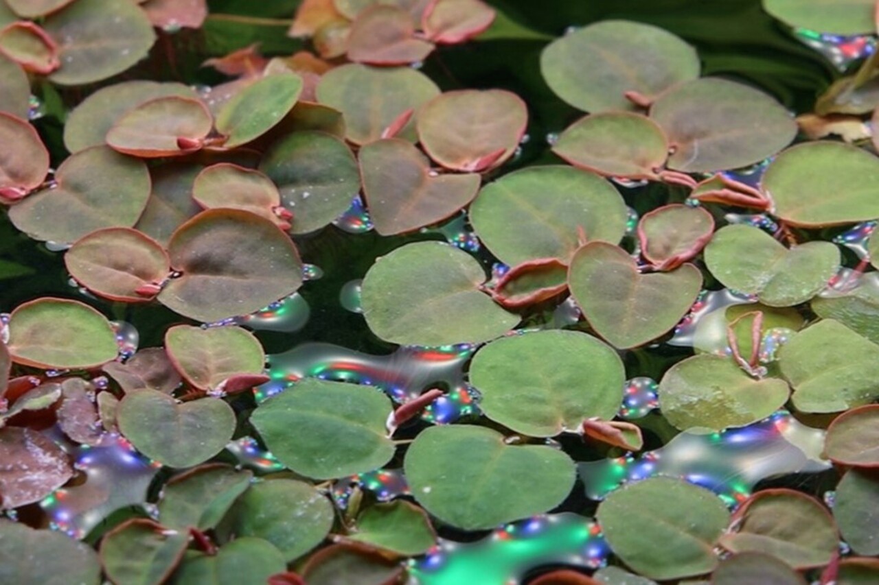 Wasserpflanze Phyllanthus Fluitans