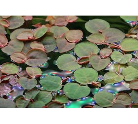 Waterplant Phyllanthus Fluitans