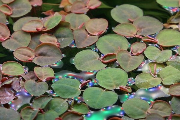 Wasserpflanze Phyllanthus Fluitans