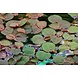 Wasserpflanze Phyllanthus Fluitans