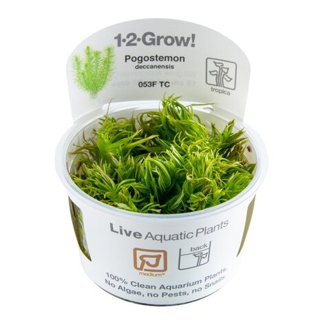 Wasserpflanze Pogostemon Deccanensis Wasserpflanze Pogostemon Deccanensis