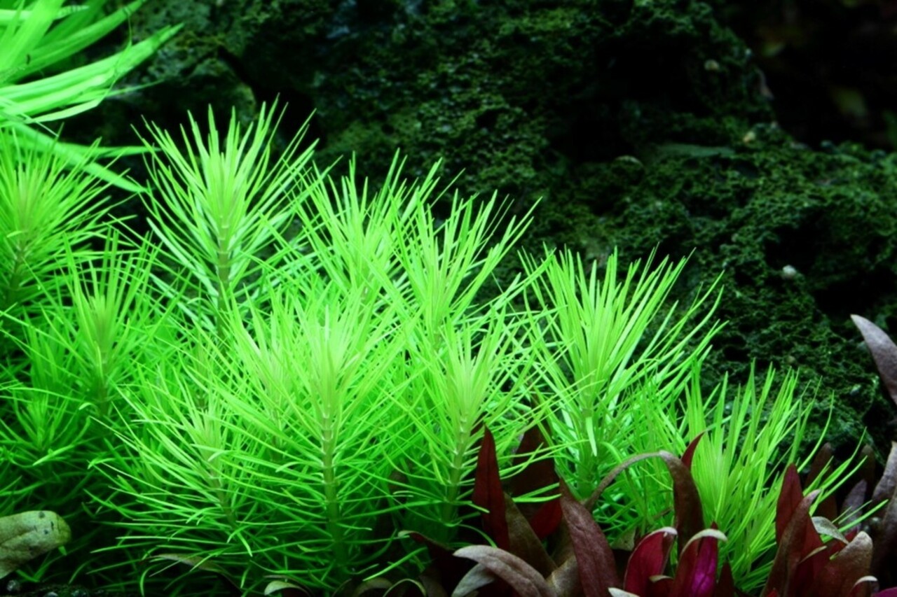 Wasserpflanze Pogostemon Deccanensis Wasserpflanze Pogostemon Deccanensis