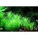 Wasserpflanze Pogostemon Deccanensis Wasserpflanze Pogostemon Deccanensis