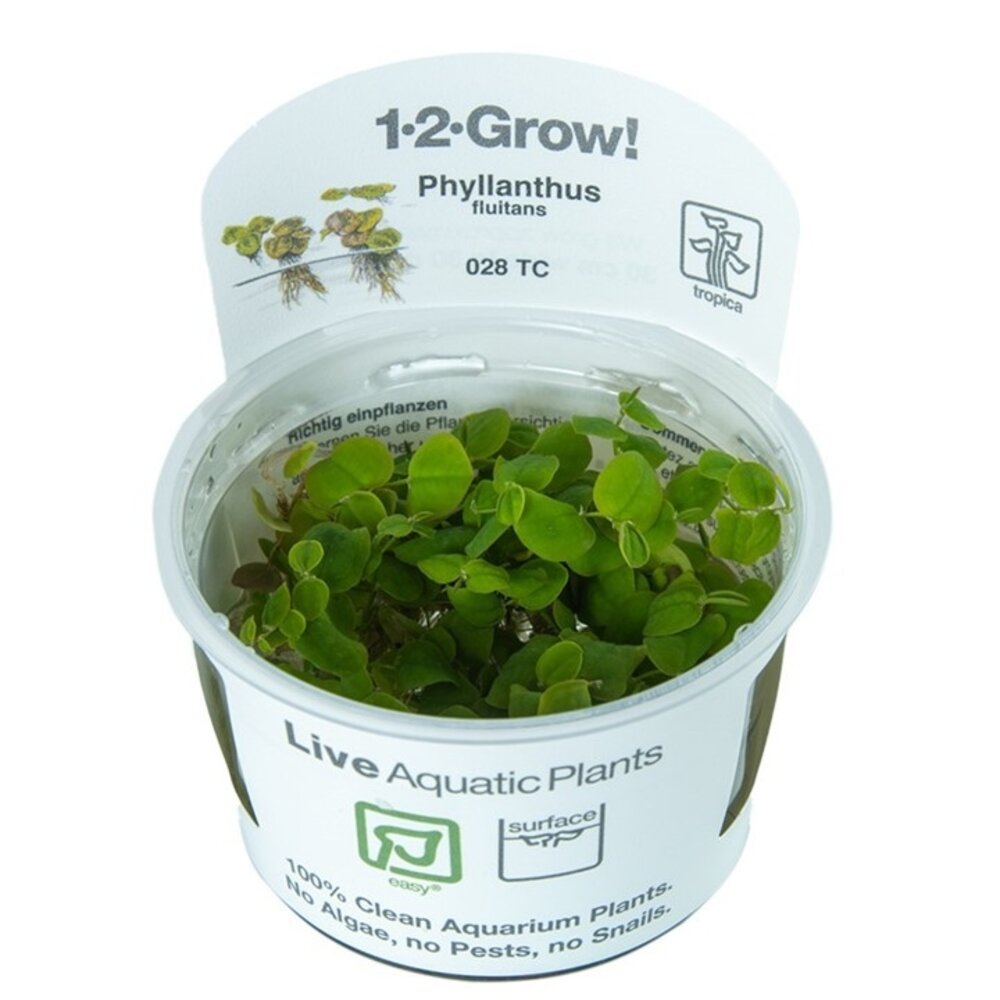 Wasserpflanze Phyllanthus Fluitans