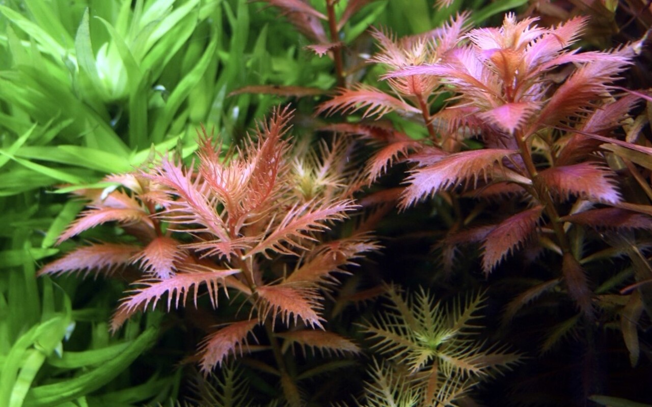 Wasserpflanze Proserpinaca Palustris Cuba