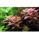 Wasserpflanze Proserpinaca Palustris Cuba