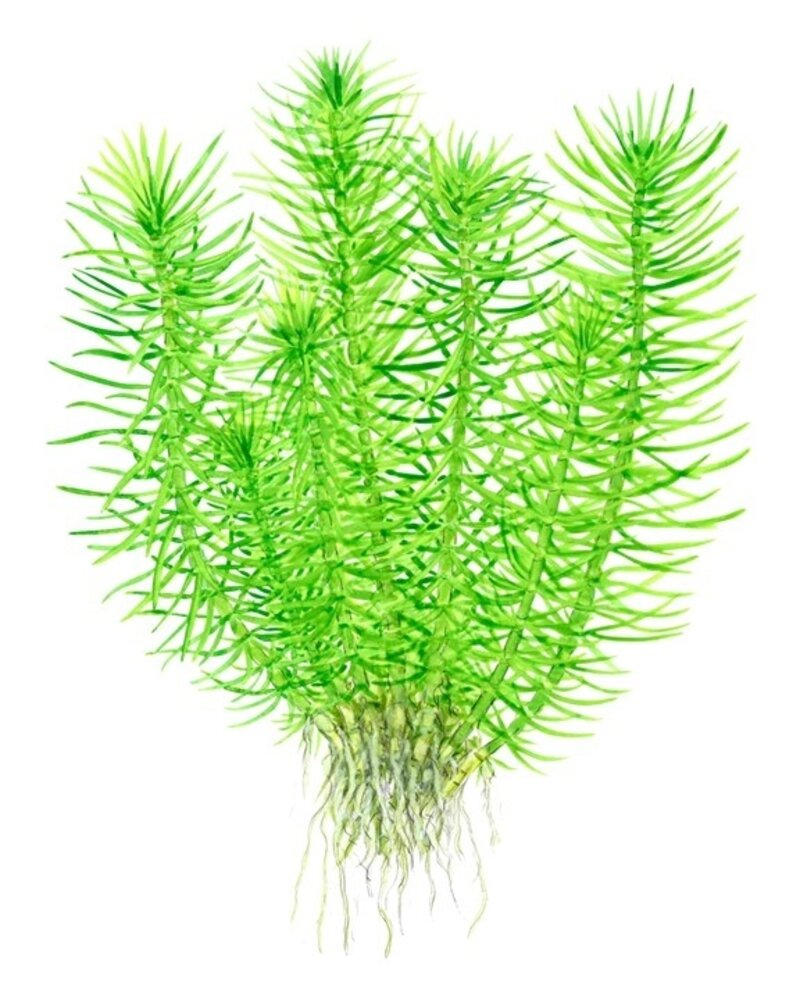 Wasserpflanze Pogostemon Deccanensis Wasserpflanze Pogostemon Deccanensis