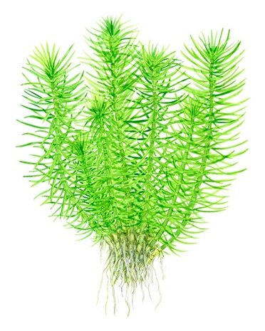 Wasserpflanze Pogostemon Deccanensis Wasserpflanze Pogostemon Deccanensis