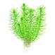 Wasserpflanze Pogostemon Deccanensis Wasserpflanze Pogostemon Deccanensis