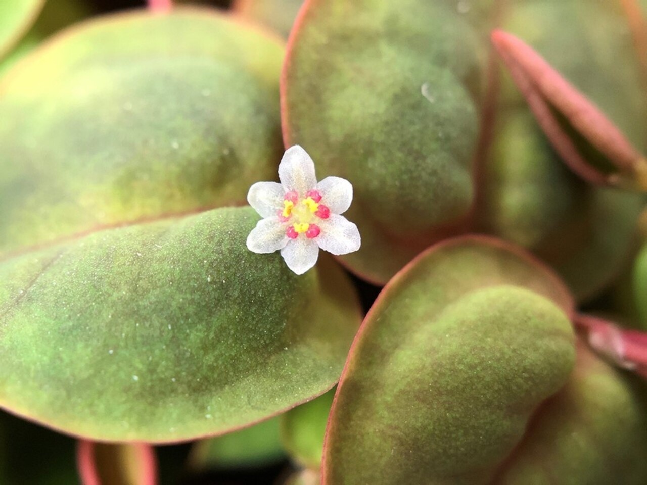 Wasserpflanze Phyllanthus Fluitans