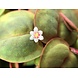Wasserpflanze Phyllanthus Fluitans