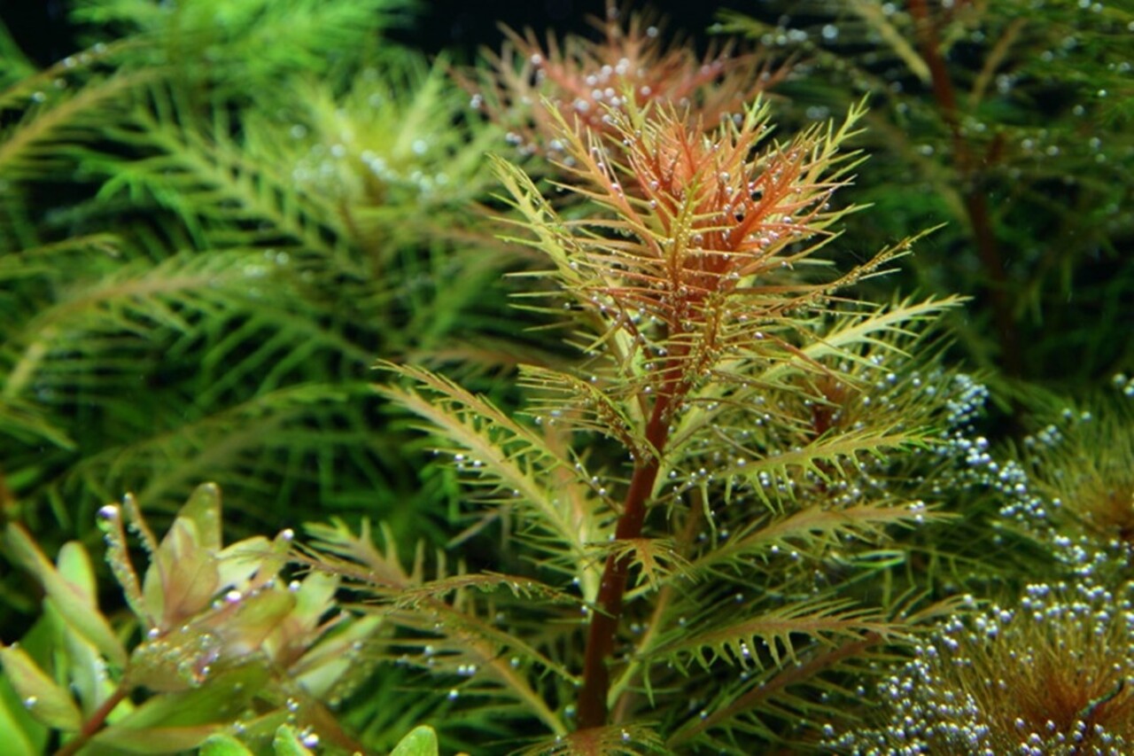 Wasserpflanze Proserpinaca Palustris Cuba
