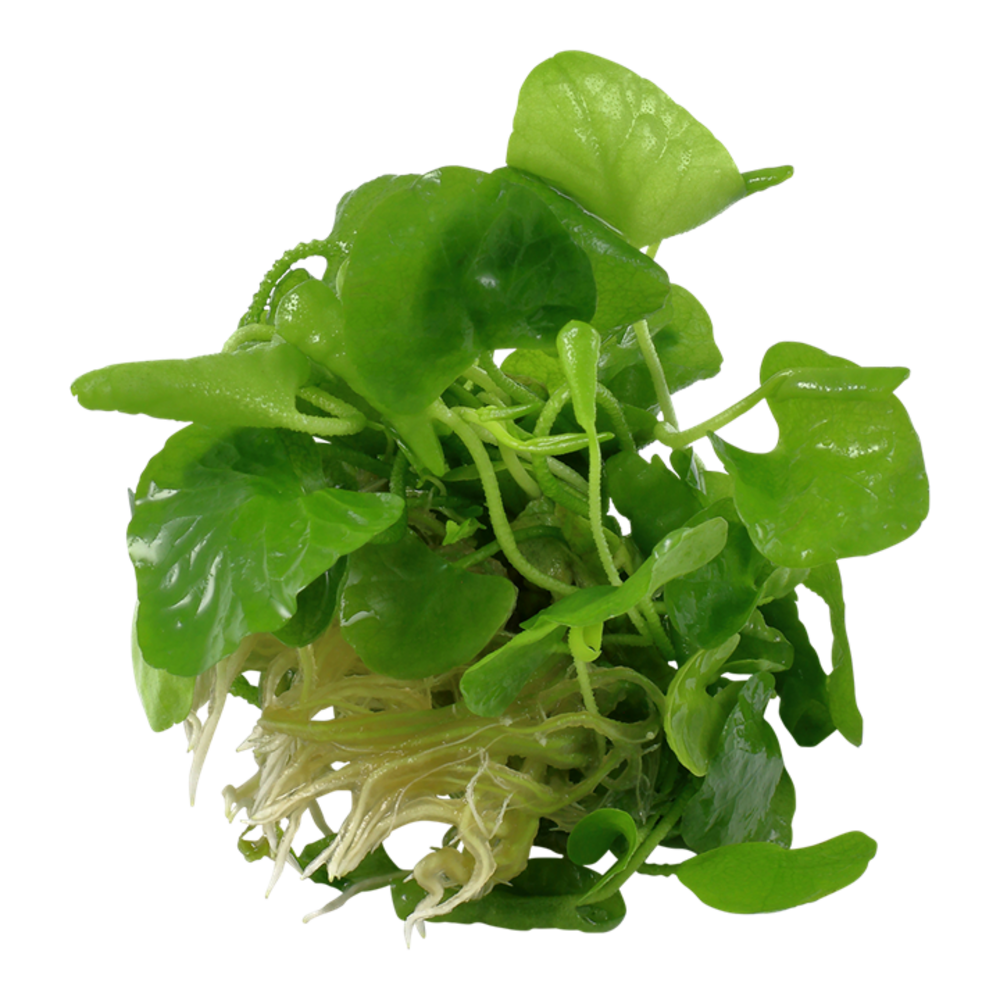 Waterplant Nymphoides Hydrophylla Taiwan Waterplant Nymphoides Hydrophylla Taiwan