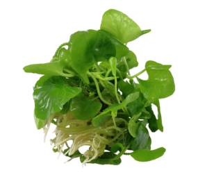 Waterplant Nymphoides Hydrophylla Taiwan