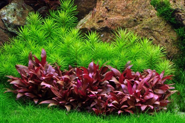 Wasserpflanze Pogostemon Deccanensis Wasserpflanze Pogostemon Deccanensis