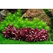 Wasserpflanze Pogostemon Deccanensis Wasserpflanze Pogostemon Deccanensis