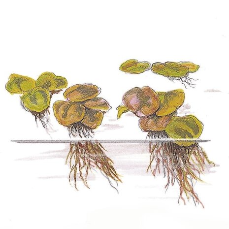 Wasserpflanze Phyllanthus Fluitans