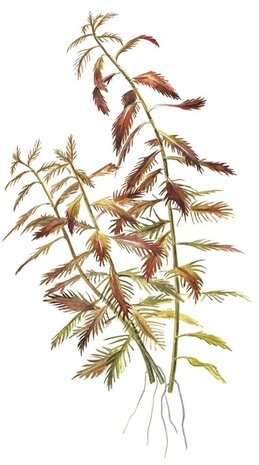 Wasserpflanze Proserpinaca Palustris Cuba
