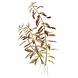 Wasserpflanze Proserpinaca Palustris Cuba