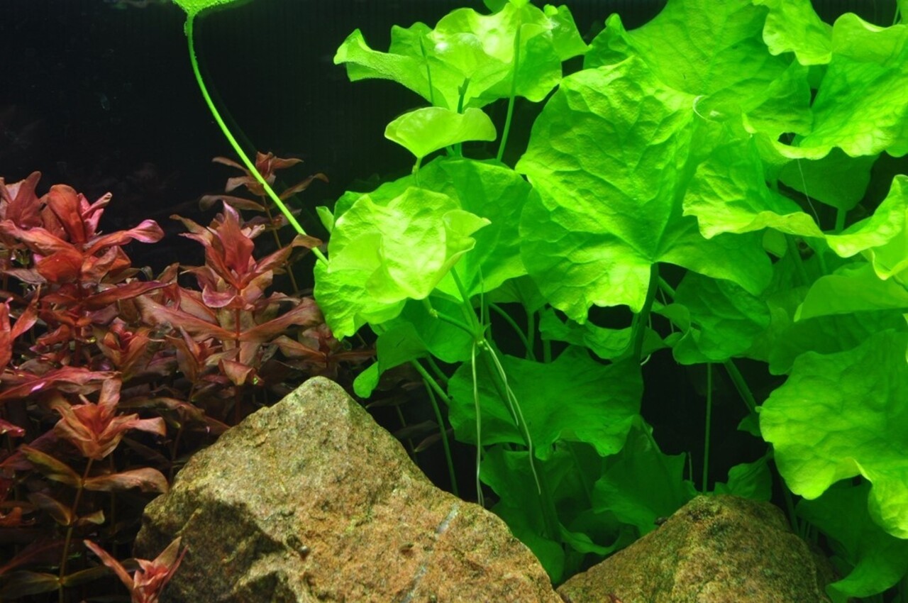 Wasserpflanze Nymphoides Hydrophylla Taiwan Wasserpflanze Nymphoides Hydrophylla Taiwan