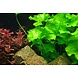 Wasserpflanze Nymphoides Hydrophylla Taiwan Wasserpflanze Nymphoides Hydrophylla Taiwan