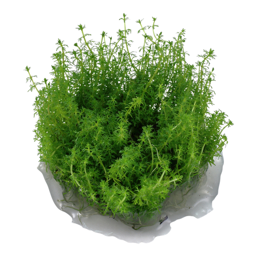 Wasserpflanze Myriophyllum sp. Guyana Wasserpflanze Myriophyllum sp. Guyana