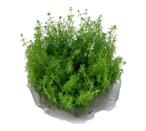 Wasserpflanze Myriophyllum sp. Guyana Wasserpflanze Myriophyllum sp. Guyana