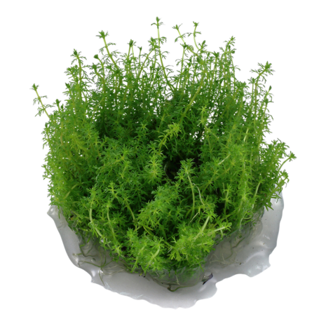 Wasserpflanze Myriophyllum sp. Guyana Wasserpflanze Myriophyllum sp. Guyana