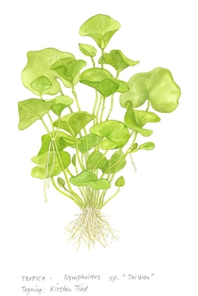 Waterplant Nymphoides Hydrophylla Taiwan Waterplant Nymphoides Hydrophylla Taiwan