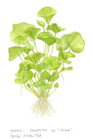 Waterplant Nymphoides Hydrophylla Taiwan Waterplant Nymphoides Hydrophylla Taiwan