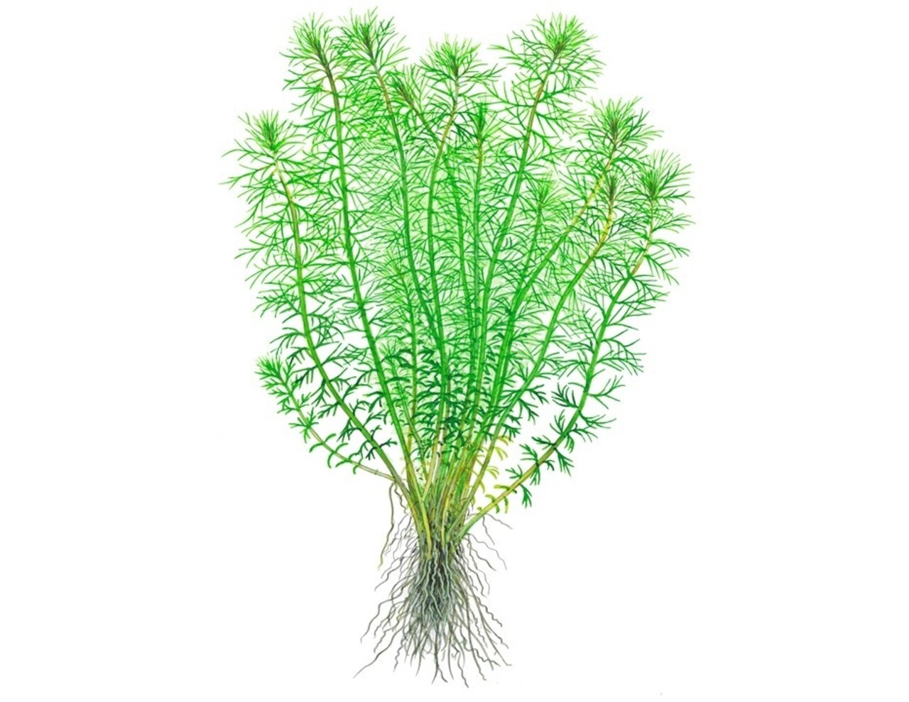 Wasserpflanze Myriophyllum sp. Guyana Wasserpflanze Myriophyllum sp. Guyana