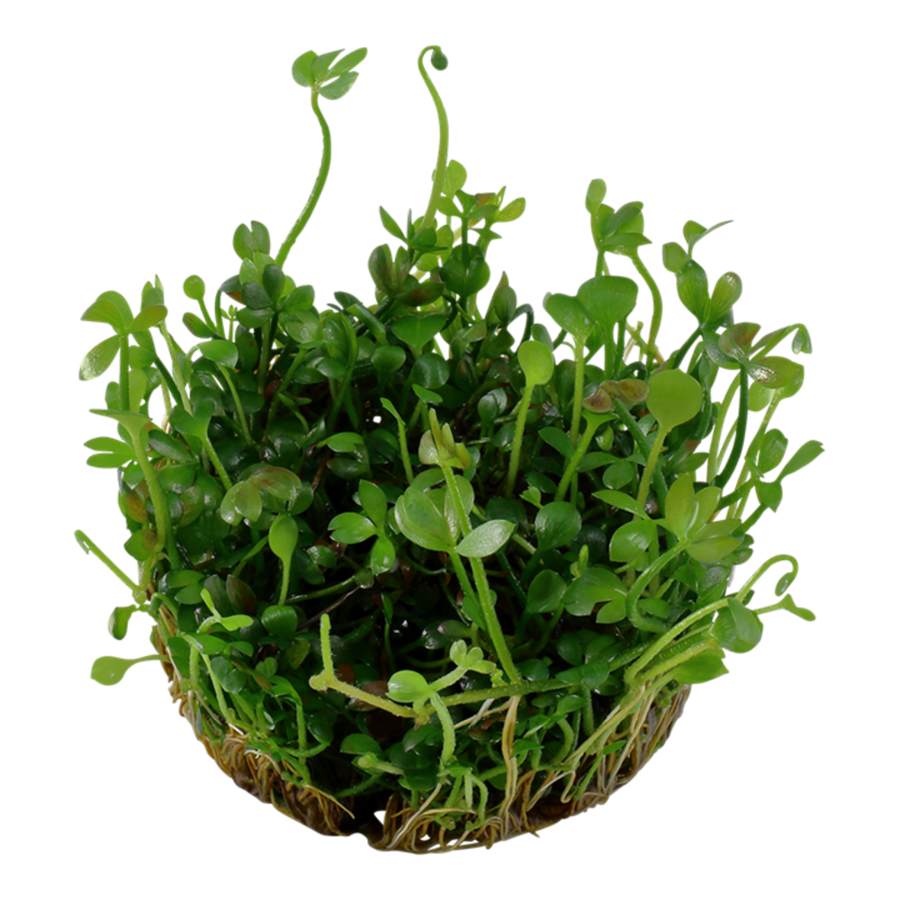 Wasserpflanze Marsilea Hirsuta Wasserpflanze Marsilea Hirsuta