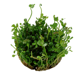 Wasserpflanze Marsilea Hirsuta Wasserpflanze Marsilea Hirsuta