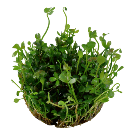 Wasserpflanze Marsilea Hirsuta Wasserpflanze Marsilea Hirsuta